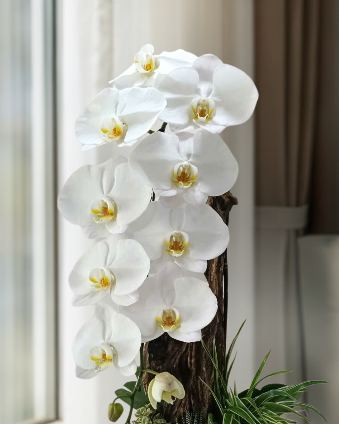 Chăm sóc đúng cách sẽ có được bình hoa Lan Hồ Điệp đẹp và bền